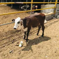 نگهبانی و کار در گاوداری|استخدام سرایداری و نظافت|تخت, |دیوار