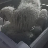 میش غاز سیاه با بره