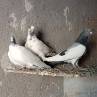 سه عدد پرنده فروشی