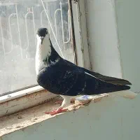 کفتر امری و سینه دستی