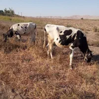 فروش گاو و گوساله|حیوانات مزرعه|سرپل ذهاب, |دیوار