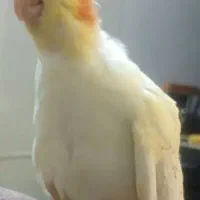 پرنده عروس هلندی گم شده