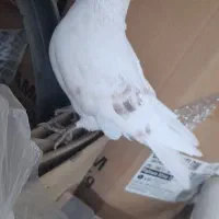 طوقی پر بازی . نر دوکت پیس. جوجه سبز ترکیه ای