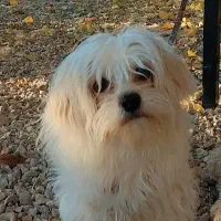 سگ شیتزو سوپر فلت