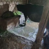 گاو با گوساله نر