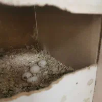 عروس نرو ماده مولد|پرنده|قم, شهدا|دیوار