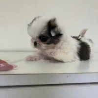 فروش ماده ۴ماهه مینی شیتزو ژورنالی فنجونی۳۰۰گرم