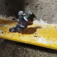 کبوتر