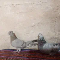 کبوتر اصفهانی|پرنده|برخوار, |دیوار