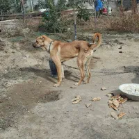 واگذار سگ نر پژدر|سگ|اردبیل, |دیوار