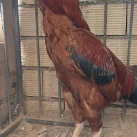 مرغ محلی با ۱۰ عدد جوجه لاری افغان ۲۰ روزه