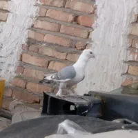 کبوتر پشت جوجه درشت سر حال کشیده سر کله دار پاک|پرنده|کرج, ملک‌آباد|دیوار