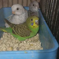 جوجه مرغ عشق سرلاکی و آماده دستی کردن