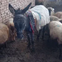 دوعدد خر|حیوانات مزرعه|عطاملک, |دیوار