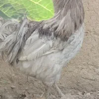 خروس گلین طوسی