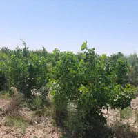 فروش 14 هکتار باغ پسته ورامین جواد آباد|فروش دفتر صنعتی، کشاورزی، تجاری|جوادآباد, |دیوار