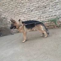 سگ اصیل ژرمن شپرد نر شناسنامه دار