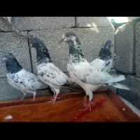 کبوتر فکیر گل|پرنده|چابهار, |دیوار