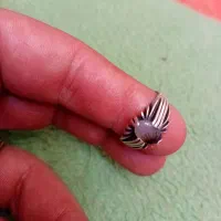 شجر تک درخت