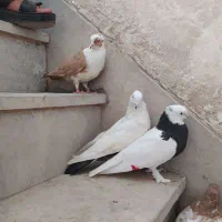 کبوتر پرنده|پرنده|اهواز, پردیس|دیوار