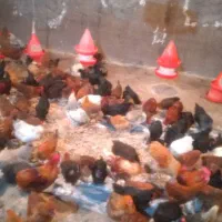 گلپایگانی شش ماهه