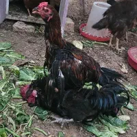 خروس لاری اصیل