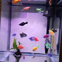 ماهی کالر مولی20عدد|ماهی|تبریز, |دیوار