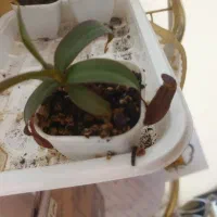 گیاه گوشتخوار|گل و گیاه طبیعی|یزد, |دیوار