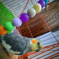 طوطی عروس هلندی|پرنده|پیرانشهر, |دیوار