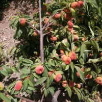 فروش باغ شهری در شهرفاروق|فروش زمین و ملک کلنگی|سیدان, |دیوار