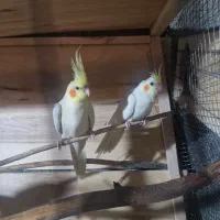 یک جفت عروس هلندی لوتینو