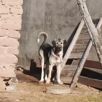 سگ پژدر برای تبیله درشت هیکل