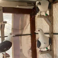 پشت سیاه کویتی