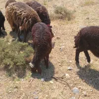 بره همو