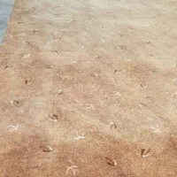 پالاز موکت