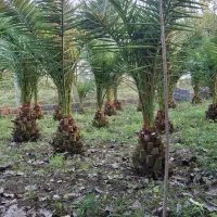 نخل فونیکس|گل و گیاه طبیعی|رشت, گیل|دیوار