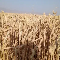 بذر گندم خارجی