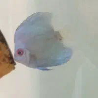 ماهی دیسکس|ماهی|تهران, پاسداران|دیوار