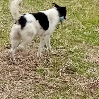 سگ گمشده|حیوانات|رودسر, |دیوار