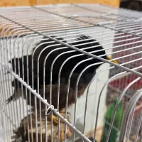 مرغ مینا ستاره ای