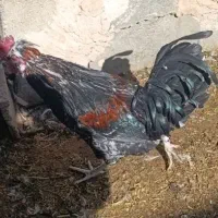 خروس خونگی بالغ جوان