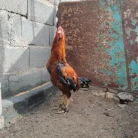 خروس لاری|حیوانات مزرعه|قیدار, |دیوار