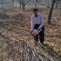 برش و خریداری چوب درختان|خدمات پیشه و مهارت|مراغه, |دیوار