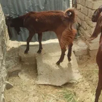 فروش کولار پاکستانی