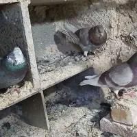 کبوتر زوردار|پرنده|چرداول, |دیوار