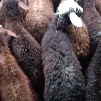 بره نر قربانی