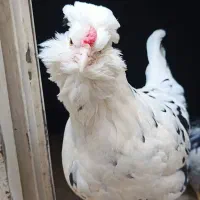 جوجه گلین پنگوئنی(ریش منگوله ای)|حیوانات مزرعه|هشتگرد, خور|دیوار