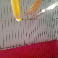 قناری|پرنده|فولادشهر, B7|دیوار