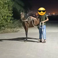 نریان خالص ایرانی