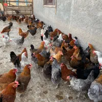 مرغ تخمگذار محلی